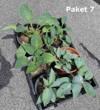 Hosta Paket 7