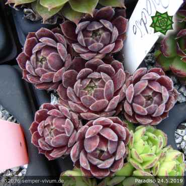 Preview: Sempervivum 'Paradiso'