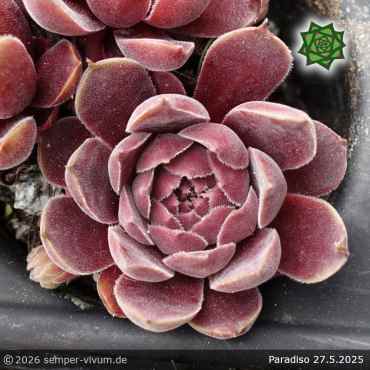 Sempervivum 'Paradiso'