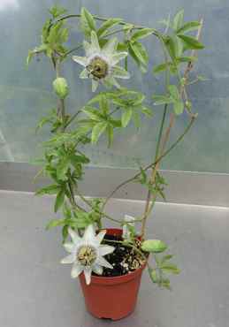 Passiflora caerulea 'White Lightening'