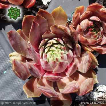 Preview: Sempervivum 'Perkeo'