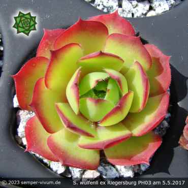 Sempervivum wulfenii ex RIEGERSBURG PH003