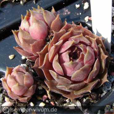 Preview: aufgenommen am 29.4.2011