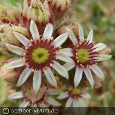 Blüten, aufgenommen am 27.6.2012