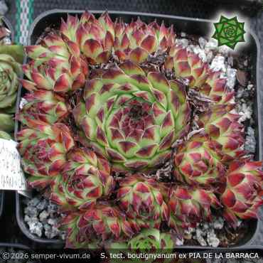 Sempervivum tectorum boutignyanum PH1138 ex PIA DE LA BARRACA