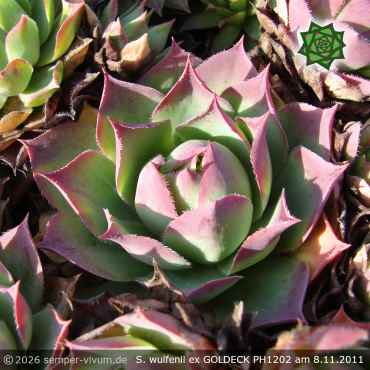 Preview: Sempervivum wulfenii ex GOLDECK PH1202