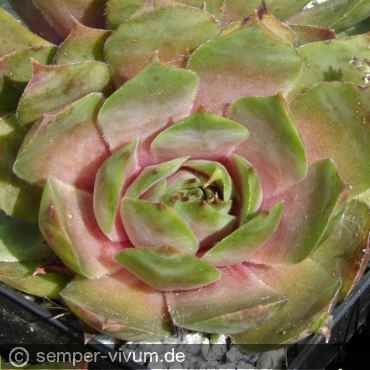 aufgenommen am 25.4.2007