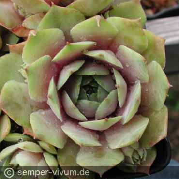 Preview: aufgenommen Anfang Juni