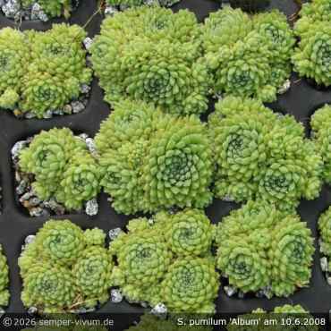 Preview: Sempervivum pumilum 'Album'