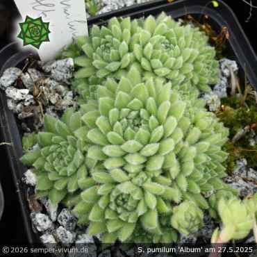 Preview: Sempervivum pumilum 'Album'