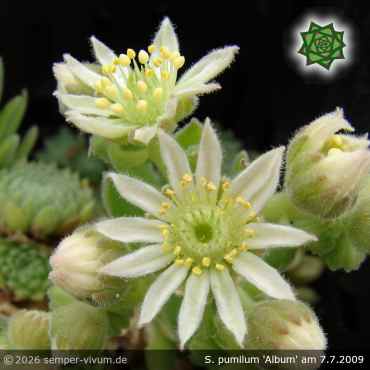 Sempervivum pumilum 'Album'
