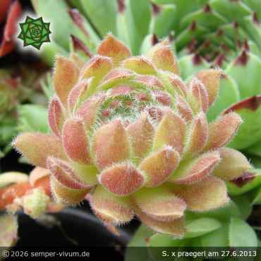 Sempervivum x praegeri PH1726