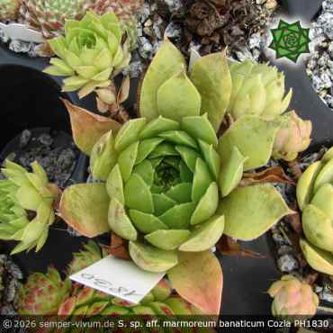 Preview: Sempervivum sp. aff. marmoreum banaticum ex Cozla PH1830
