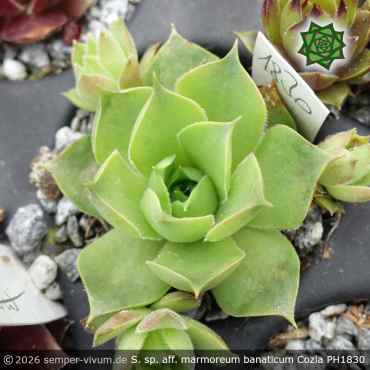 Sempervivum sp. aff. marmoreum banaticum ex Cozla PH1830
