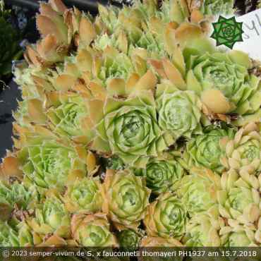Sempervivum x fauconnetii thomayeri PH1937