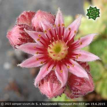 Sempervivum x fauconnetii thomayeri PH1937