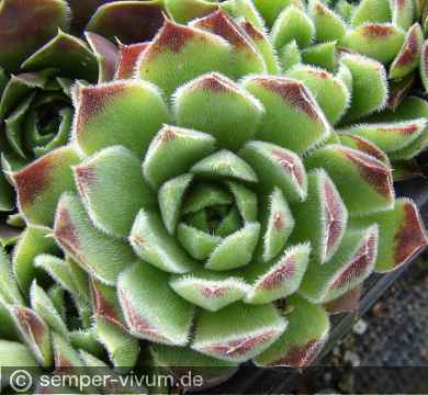 Preview: aufgenommen am 10.5.2012
