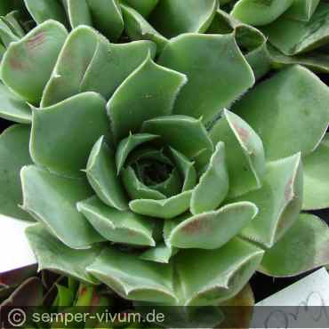 Preview: aufgenommen am 10.5.2012