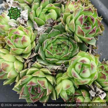 Sempervivum tectorum var. tectorum andreanum PH304
