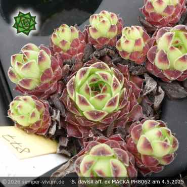 Sempervivum davisii aff. ex MACKA PH8062