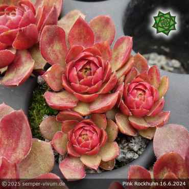 Preview: Sempervivum 'Pink Rockhuhn'