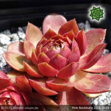Sempervivum 'Pink Rockhuhn'