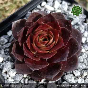 Preview: Sempervivum 'Pink Rockhuhn'