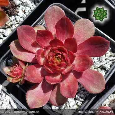 Sempervivum 'Pink Rockhuhn'