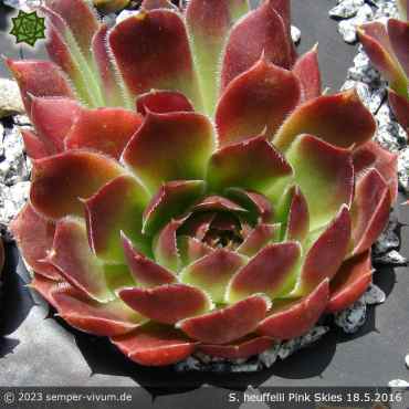 Preview: Sempervivum heuffelii 'Pink Skies'