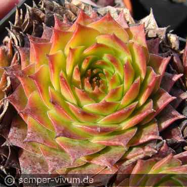 Preview: aufgenommen am 4.3.2019