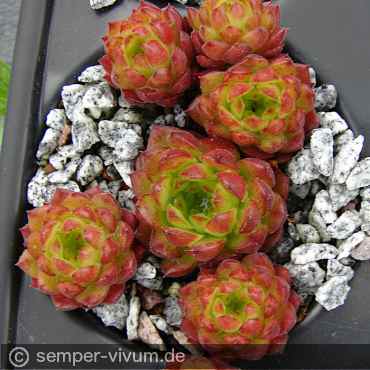 Preview: aufgenommen am 13.5.2017