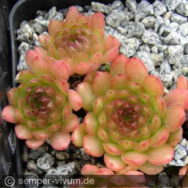 aufgenommen am 24.7.2008