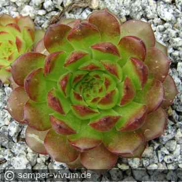 Preview: aufgenommen am 7.5.2007