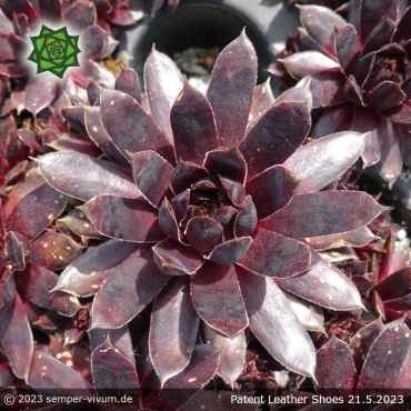 Sempervivum 'Patent Leather Shoes'