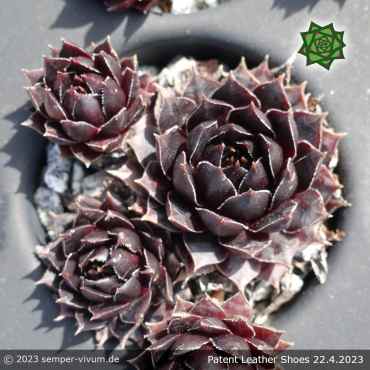 Sempervivum 'Patent Leather Shoes'