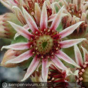 Preview: aufgenommen am 10.7.2004