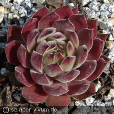 Preview: aufgenommen am 20.4.2007