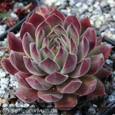 Preview: aufgenommen am 21.4.2007