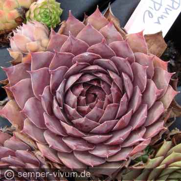 Preview: aufgenommen am 22.8.2017