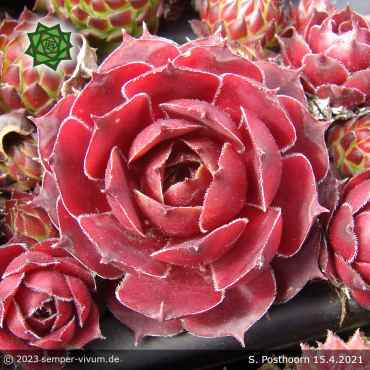 Preview: Sempervivum 'Posthoorn'