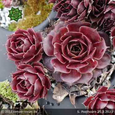 Sempervivum 'Posthoorn'