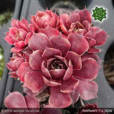 Preview: Sempervivum 'Posthoorn'