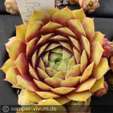 Preview: aufgenommen am 11.7.2017