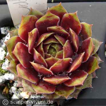 Preview: aufgenommen am 13.5.2017