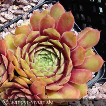 Preview: aufgenommen am 16.7.2017