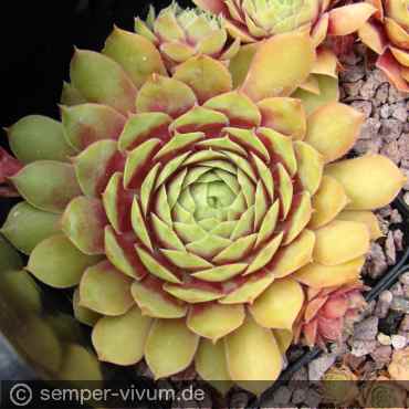 aufgenommen am 20.7.2017