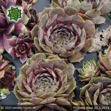 Sempervivum 'Princess Rose'