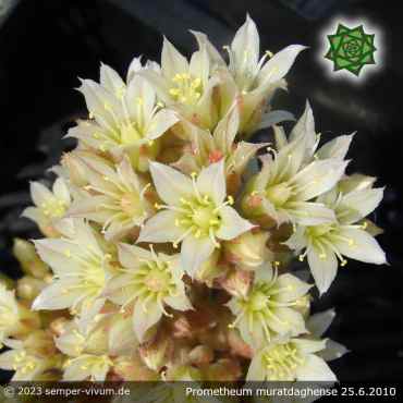 Preview: Prometheum muratdaghense