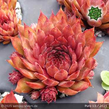 Sempervivum 'Puro'