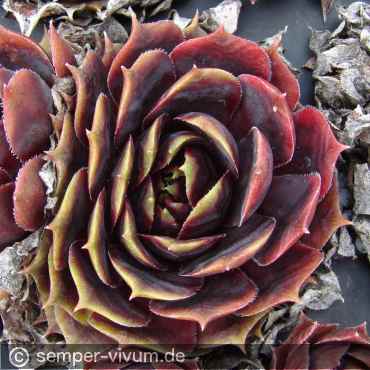 aufgenommen am 30.4.2019